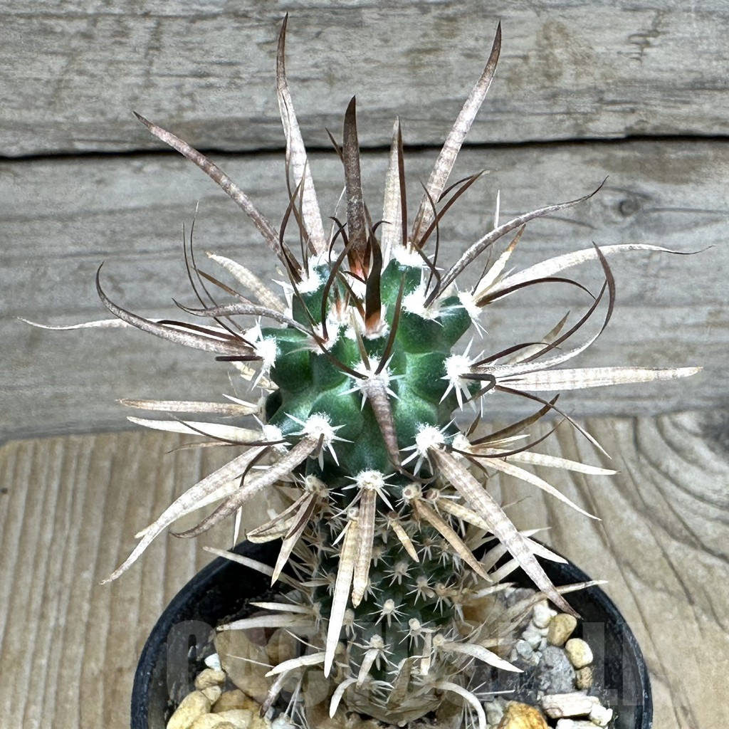 SHPR31084 Toumeya papyracantha SB 330, clone 4, San Ysidro, New Mexico