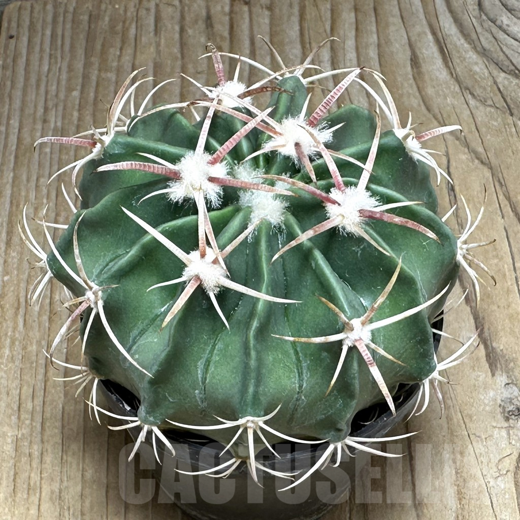 SHPR31086 Homalocephala texensis, Chihuahua, Coahuila, Mexico