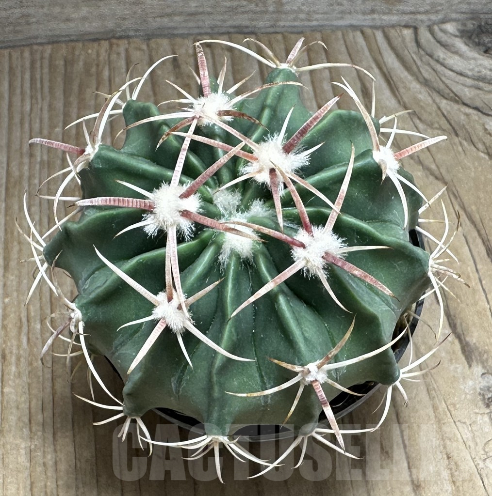 SHPR31086 Homalocephala texensis, Chihuahua, Coahuila, Mexico - Image 2