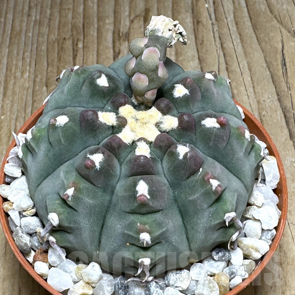 SHPR31091 Gymnocalycium vatteri v. unguispinum