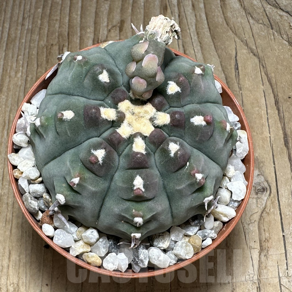 SHPR31091 Gymnocalycium vatteri v. unguispinum - Image 2