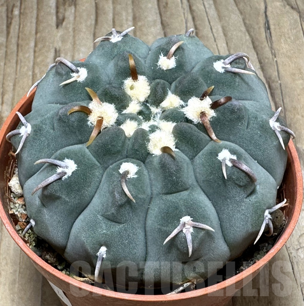 SHPR31094 Gymnocalycium vatteri v. unguispinum