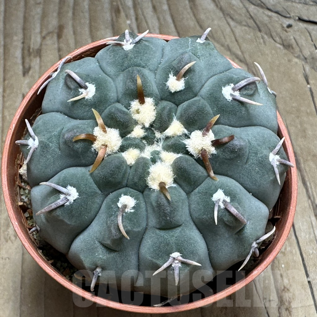 SHPR31094 Gymnocalycium vatteri v. unguispinum - Image 2