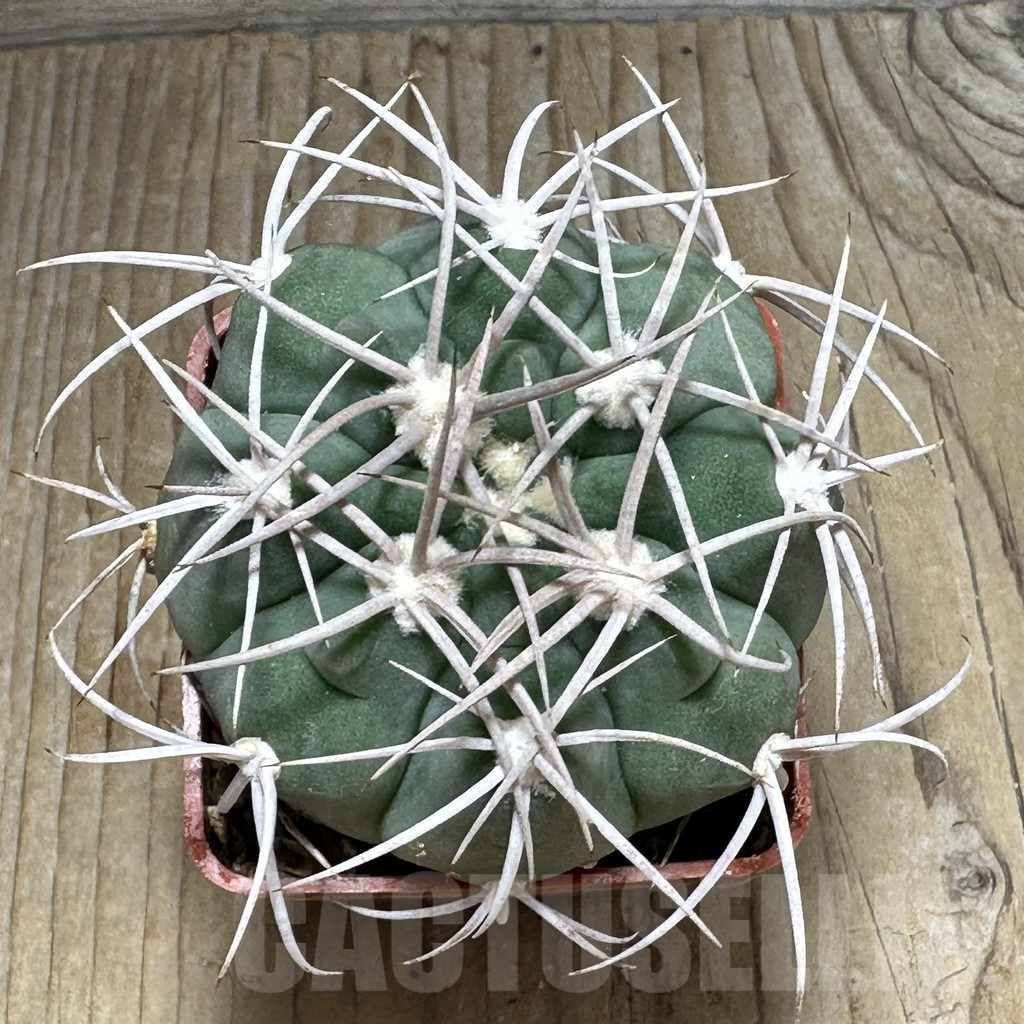 SHPR31102 Gymnocalycium castellanosii P209, Ambil, La Rioja, Argentina - Obrázek 2
