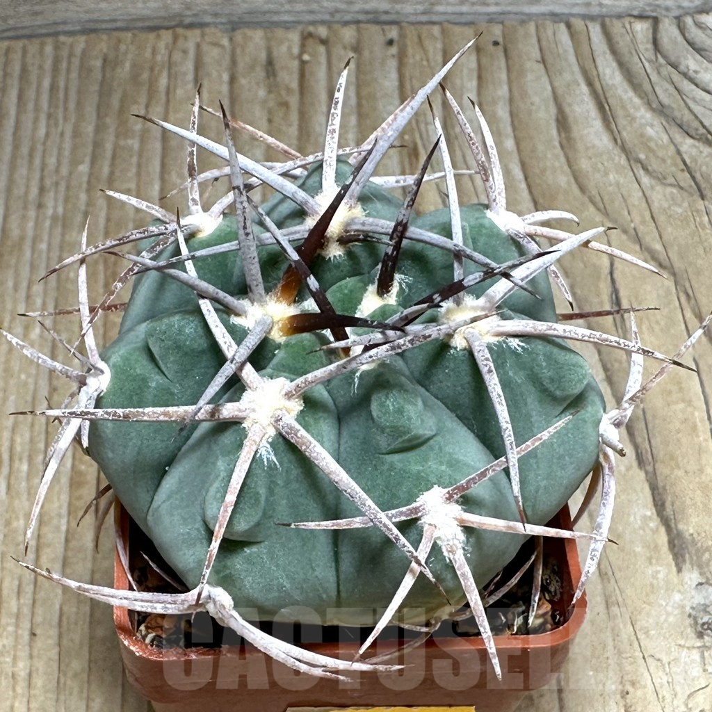SHPR31103 Gymnocalycium castellanosii P209, Ambil, La Rioja, Argentina