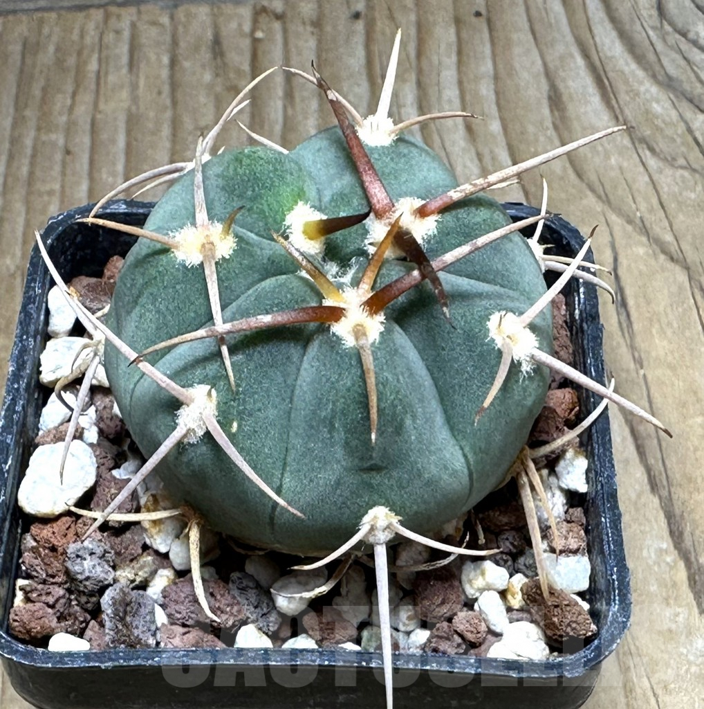 SHPR31106 Gymnocalycium bayrianum TOM 841/1, Rio Candelaria 1189 m., Argentina