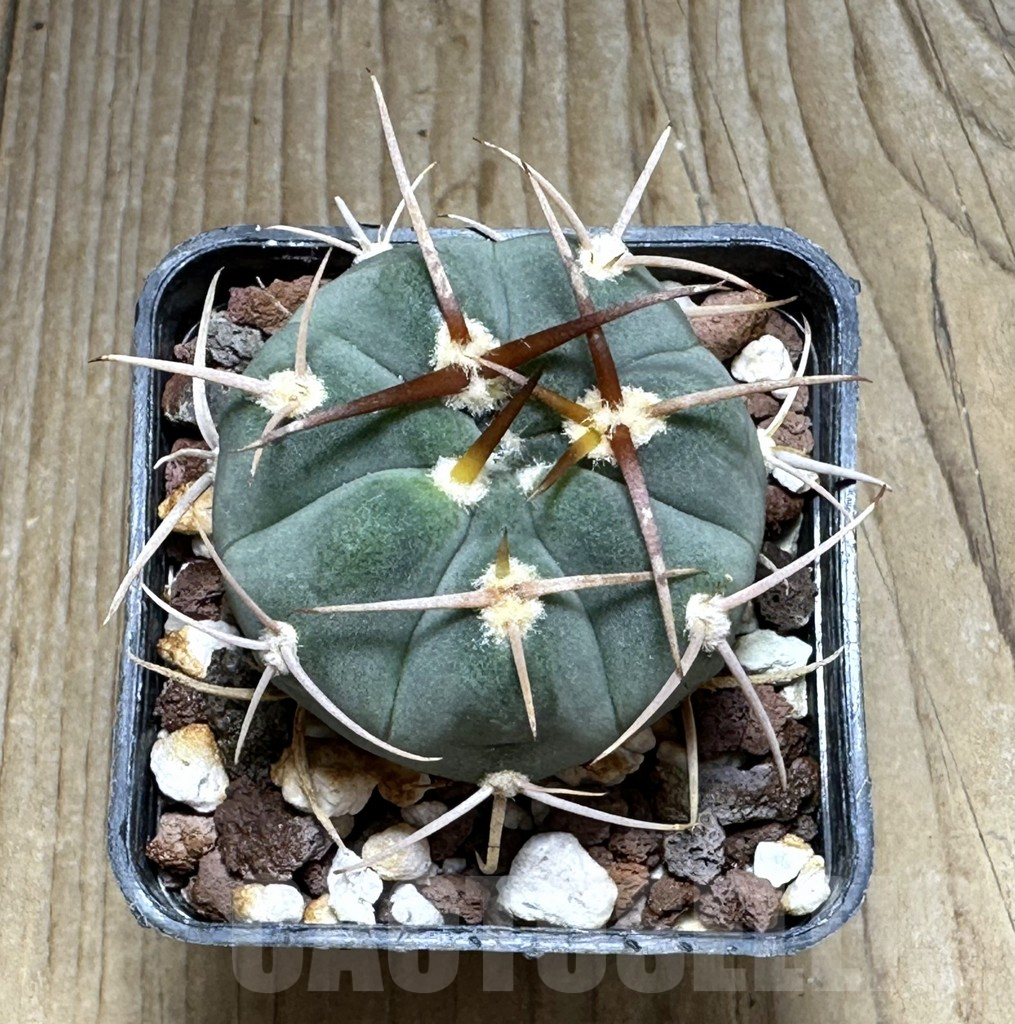 SHPR31106 Gymnocalycium bayrianum TOM 841/1, Rio Candelaria 1189 m., Argentina - immagine 2