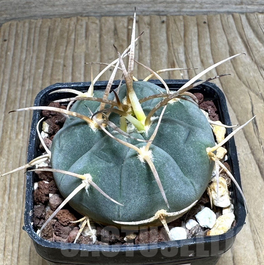 SHPR31107 Gymnocalycium cardenasianum MT 16-662, Tarija, El Puente 2385 m., Bolivia