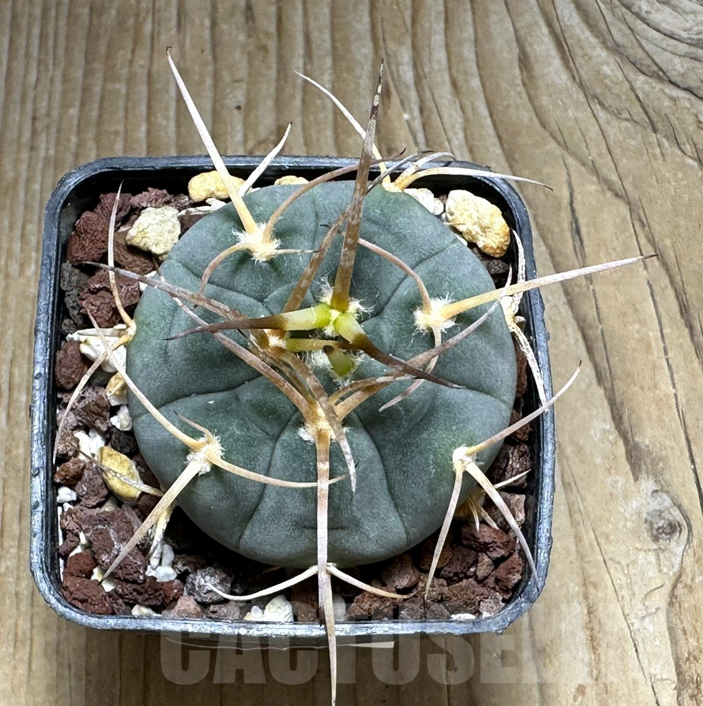 SHPR31107 Gymnocalycium cardenasianum MT 16-662, Tarija, El Puente 2385 m., Bolivia - Imagen 2