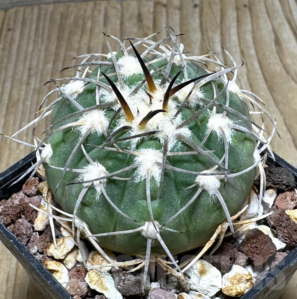 SHPR31108 Gymnocalycium spegazzinii TOM 119/1, Tolombon, Salta, Argentina