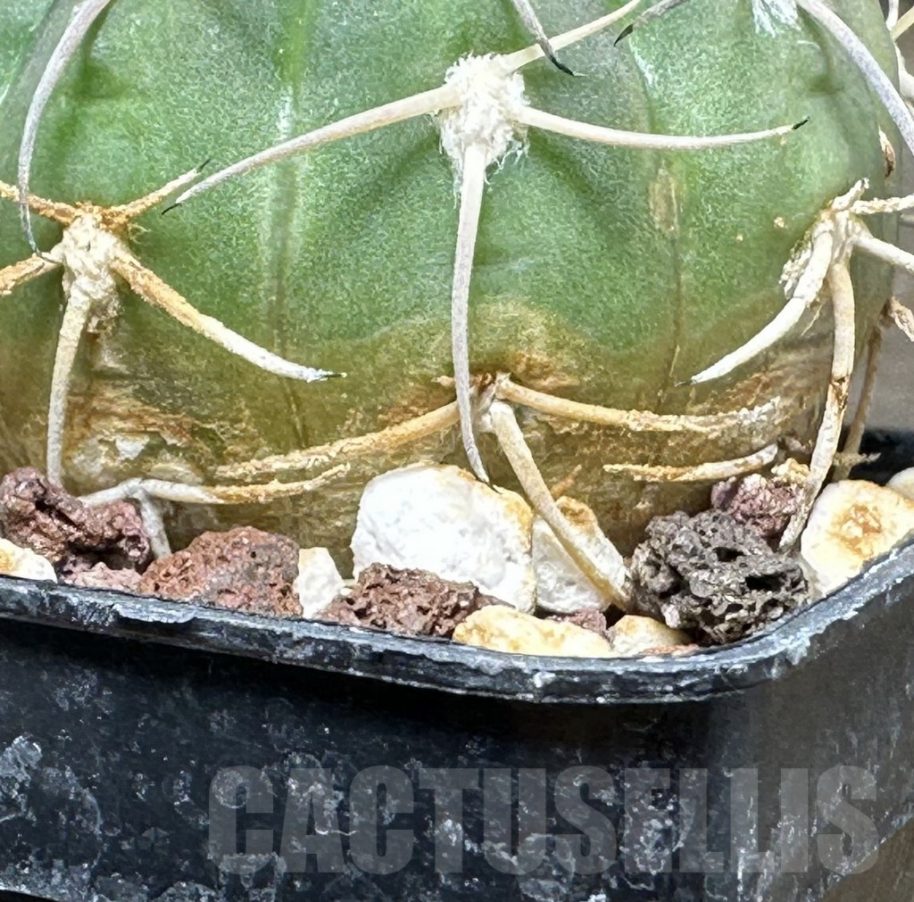 SHPR31108 Gymnocalycium spegazzinii TOM 119/1, Tolombon, Salta, Argentina - Imagen 2