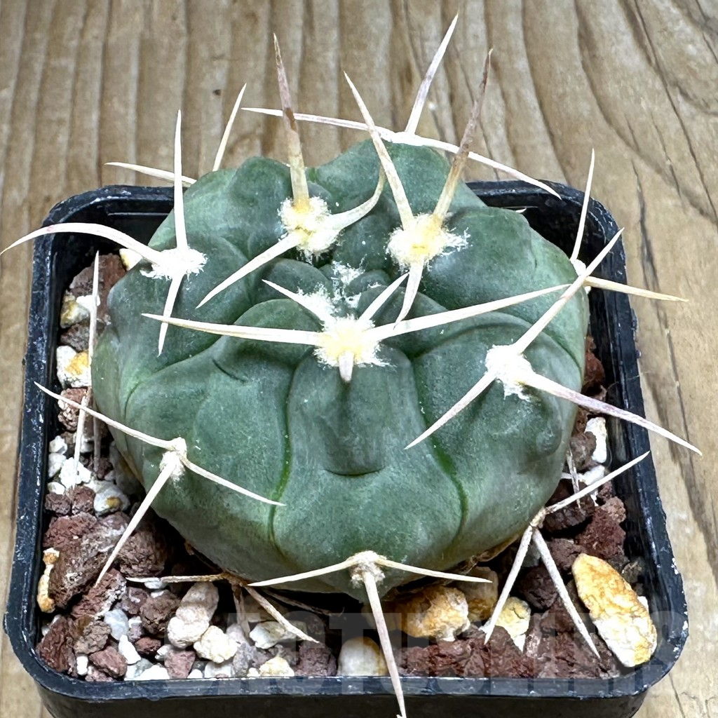 SHPR31112 Gymnocalycium prochazkianum TOM 265/1, Orcosuni 688 m., Cordoba, Argentina
