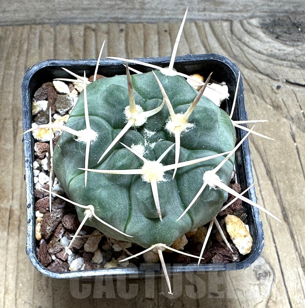 SHPR31112 Gymnocalycium prochazkianum TOM 265/1, Orcosuni 688 m., Cordoba, Argentina - Image 2