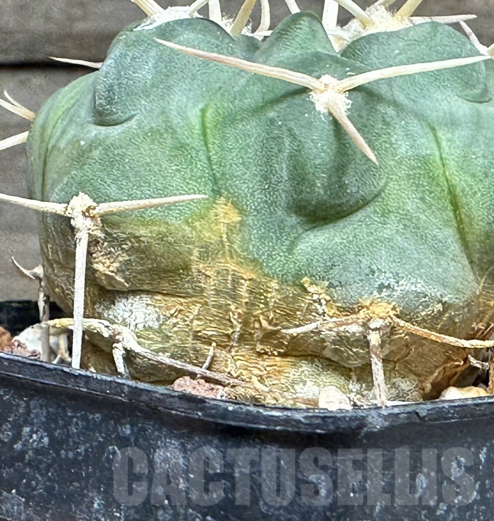 SHPR31112 Gymnocalycium prochazkianum TOM 265/1, Orcosuni 688 m., Cordoba, Argentina - Image 3