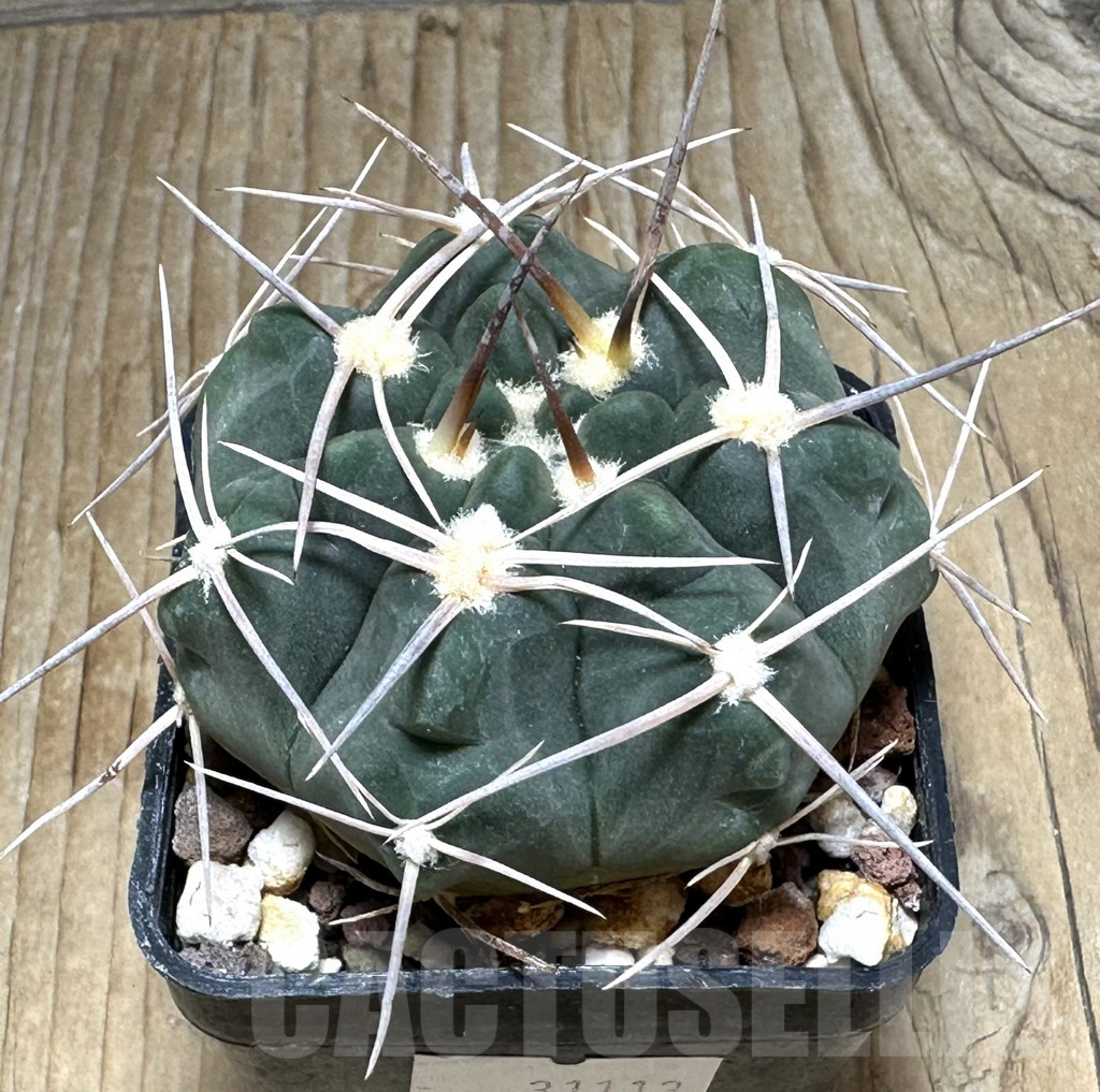 SHPR31113 Gymnocalycium prochazkianum TOM 265/1, Orcosuni 688 m., Cordoba, Argentina