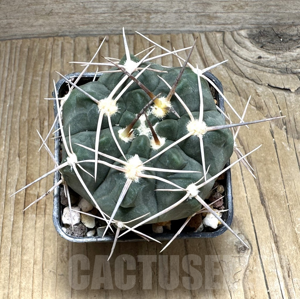 SHPR31113 Gymnocalycium prochazkianum TOM 265/1, Orcosuni 688 m., Cordoba, Argentina - Image 2