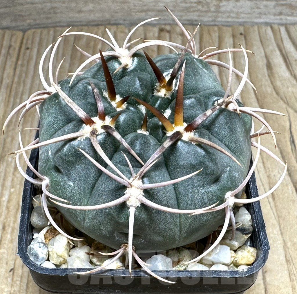 SHPR31115 Gymnocalycium tillianum aff., Rosario de Colana, Argentina