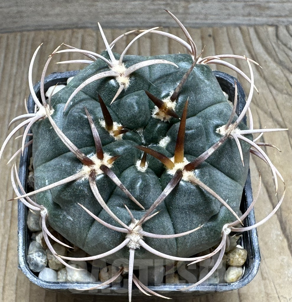 SHPR31115 Gymnocalycium tillianum aff., Rosario de Colana, Argentina - Image 2