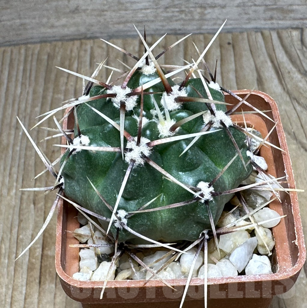 SHPR31117 Gymnocalycium monvillei ssp. gertrudae VG 1156, San Luis, El Triangulo 1567m, Argentina