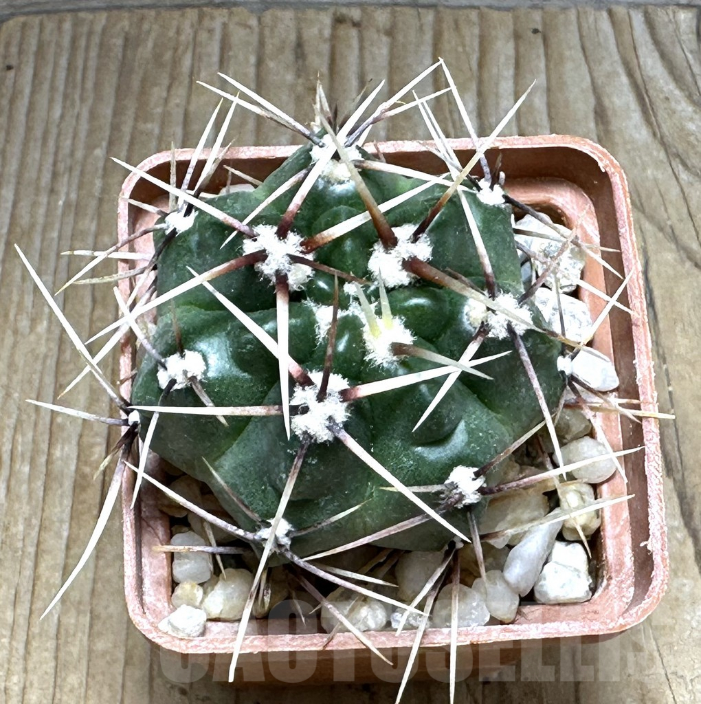 SHPR31117 Gymnocalycium monvillei ssp. gertrudae VG 1156, San Luis, El Triangulo 1567m, Argentina - Image 2