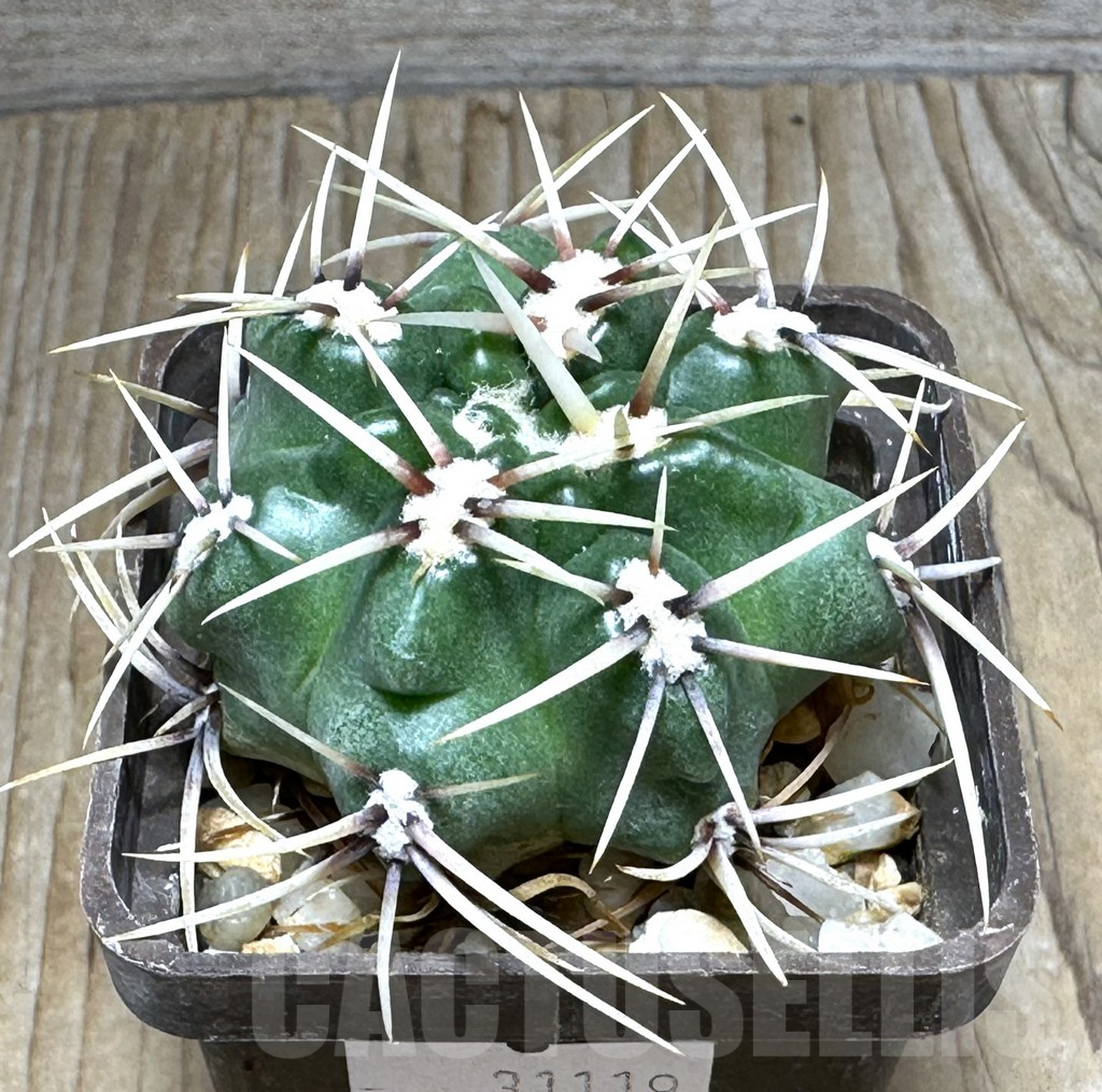 SHPR31119 Gymnocalycium monvillei ssp. gertrudae VG 1156, San Luis, El Triangulo 1567m, Argentina