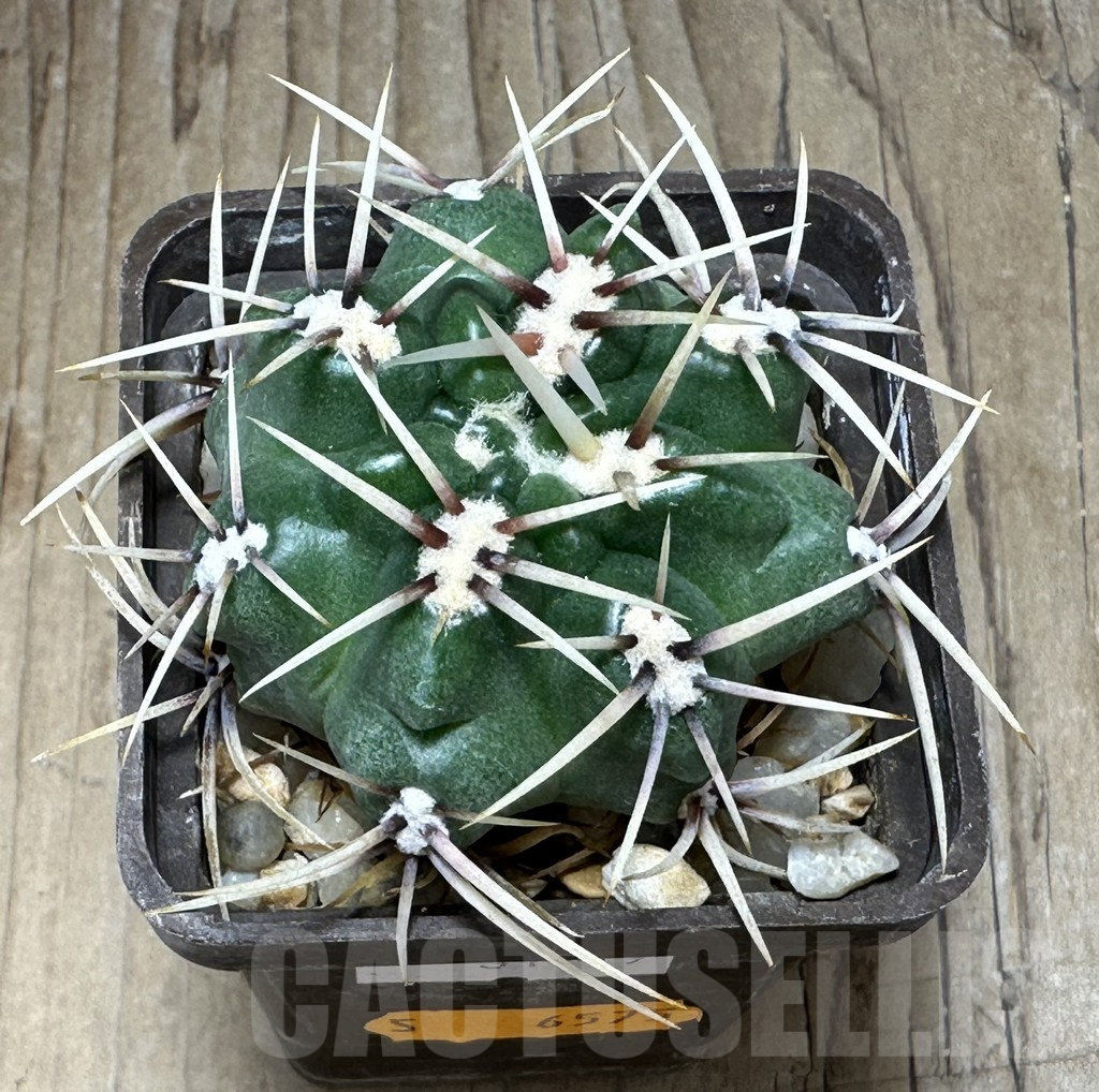 SHPR31119 Gymnocalycium monvillei ssp. gertrudae VG 1156, San Luis, El Triangulo 1567m, Argentina - 画像 (2)