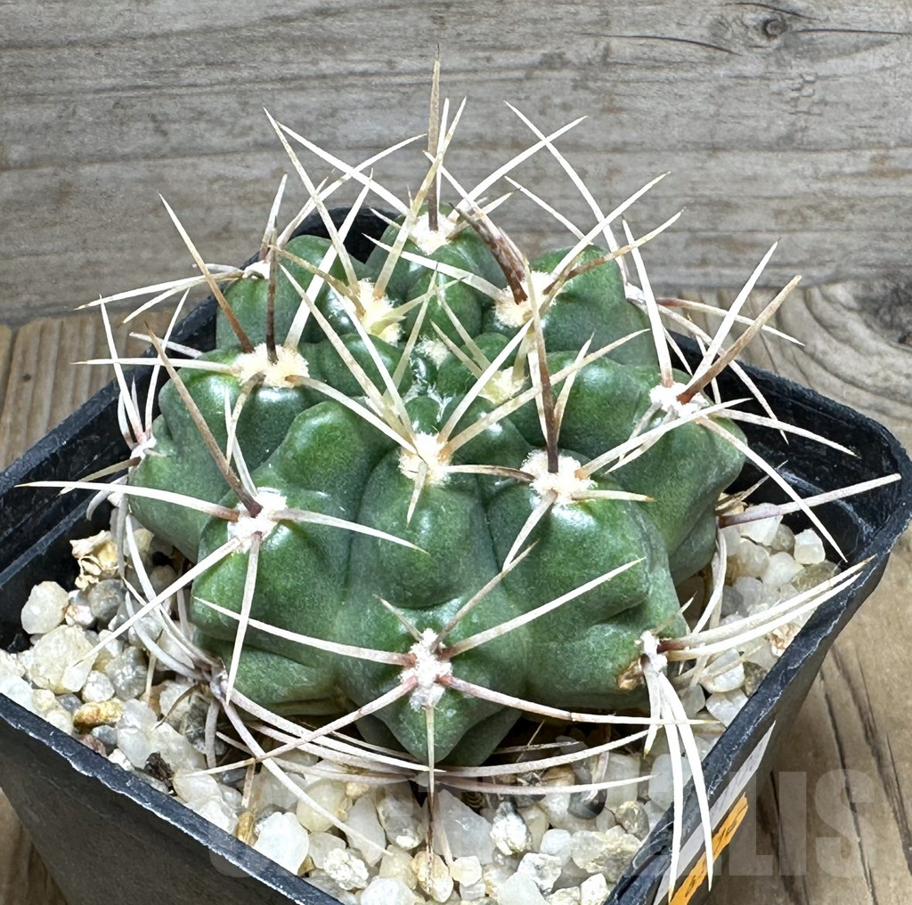 SHPR31120 Gymnocalycium monvillei TOM 09-355/1, Argentina