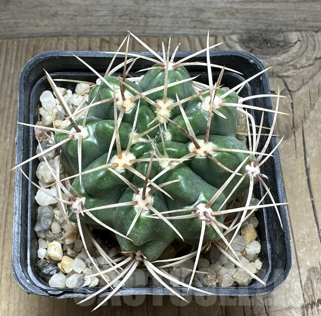 SHPR31120 Gymnocalycium monvillei TOM 09-355/1, Argentina - 画像 (2)