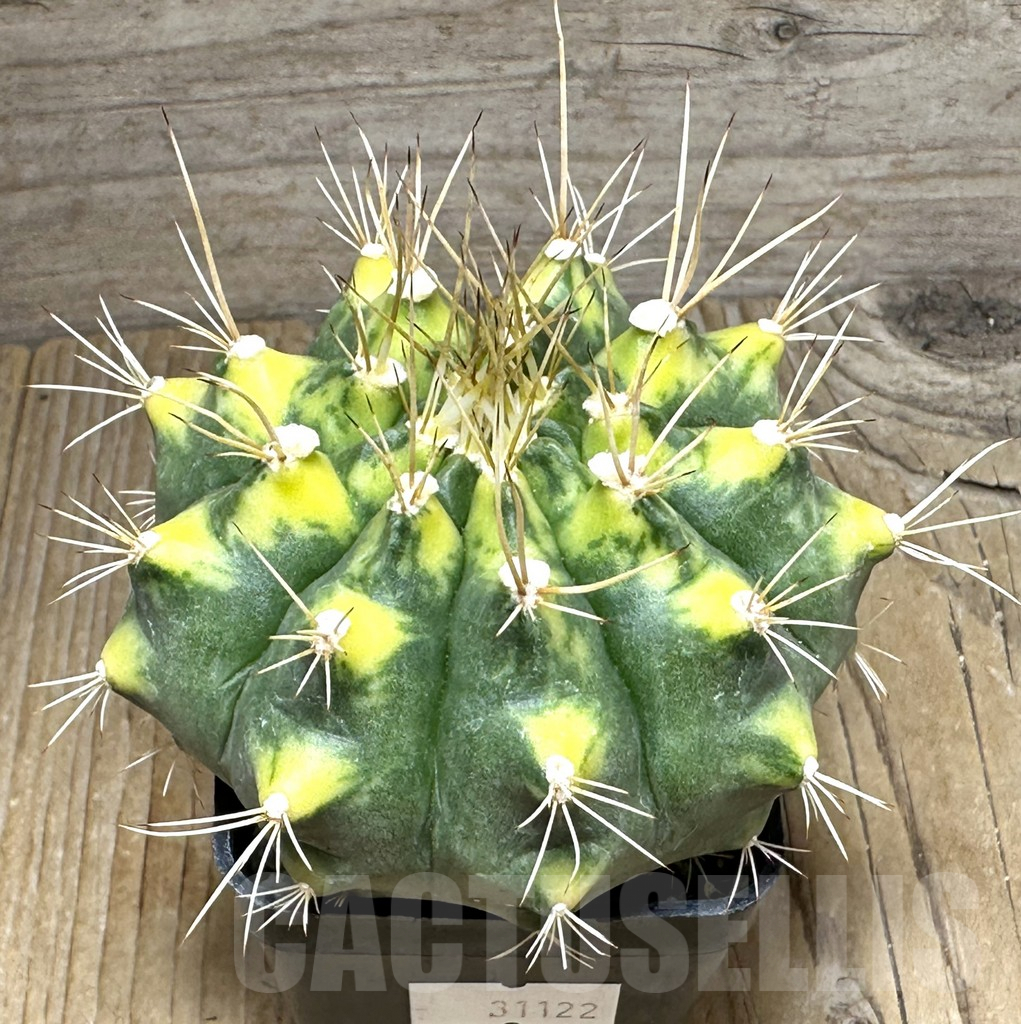 SHPR31122 Gymnocalycium mihanovichii f. variegata