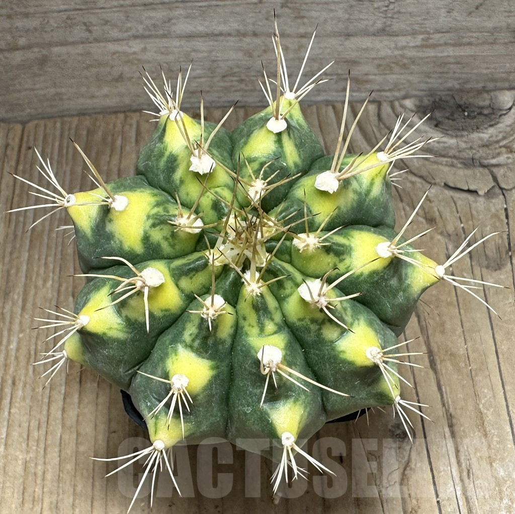 SHPR31122 Gymnocalycium mihanovichii f. variegata - 画像 (2)