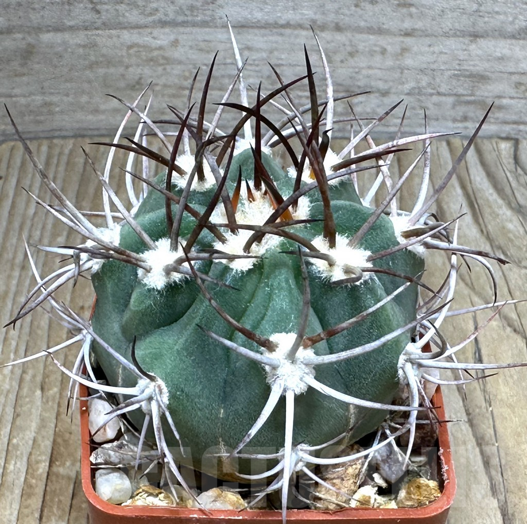 SHPR31125 Denmoza erythrocephala JMT 256, Cuesta de Huaco-Mirador, San Juan, Argentina