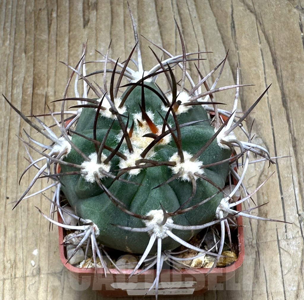 SHPR31125 Denmoza erythrocephala JMT 256, Cuesta de Huaco-Mirador, San Juan, Argentina - Image 2