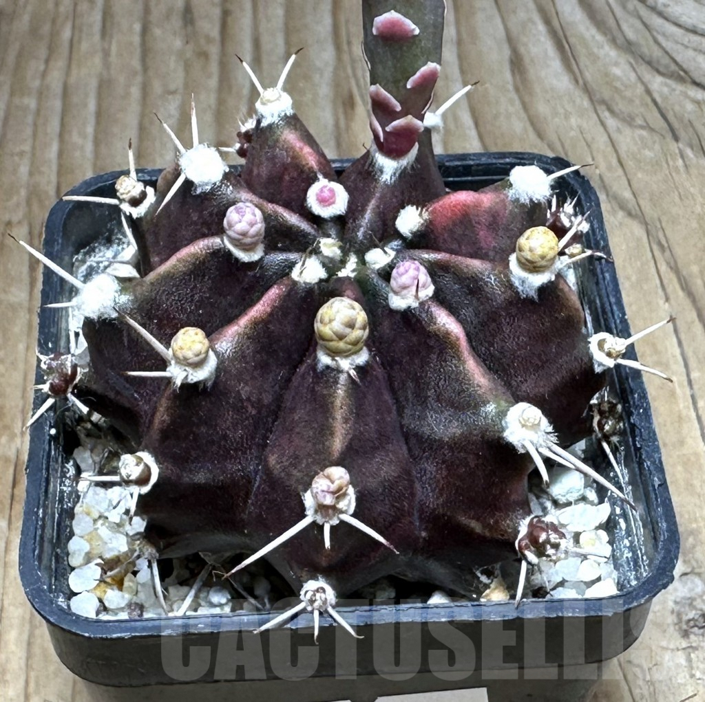 SHPR31124 Gymnocalycium mihanovichii f. variegata