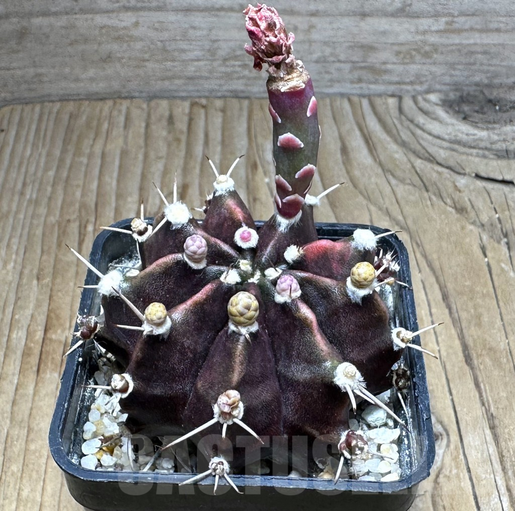 SHPR31124 Gymnocalycium mihanovichii f. variegata - Image 2