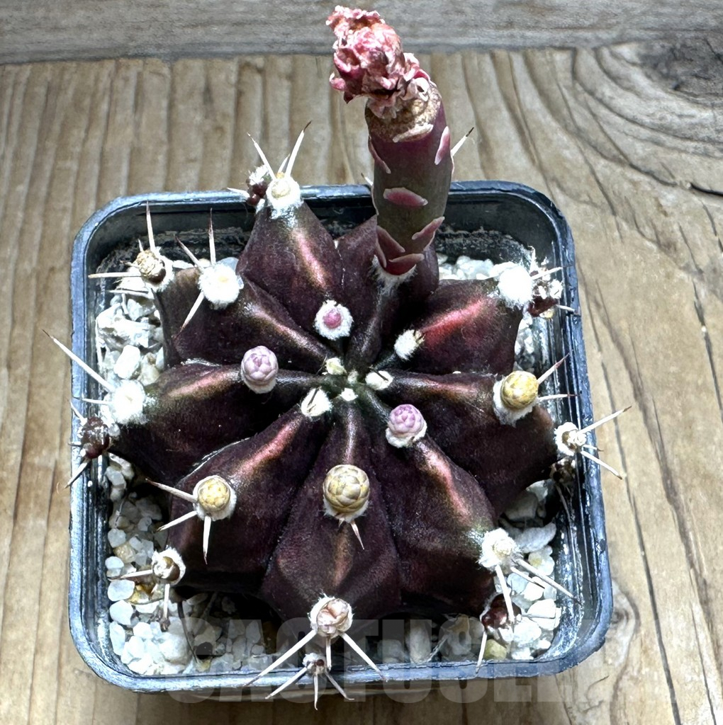 SHPR31124 Gymnocalycium mihanovichii f. variegata - Image 3