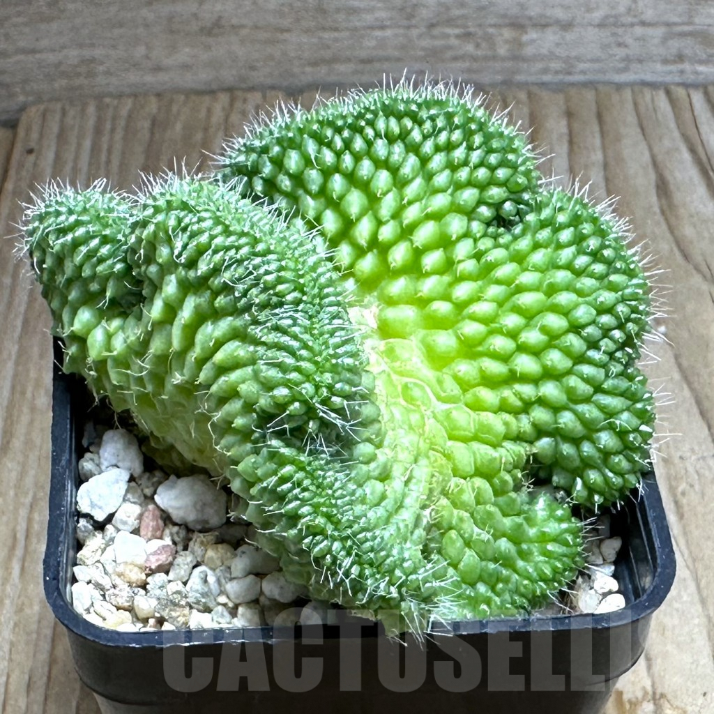 SHPR31263 Mammillaria bucareliensis f. cristata