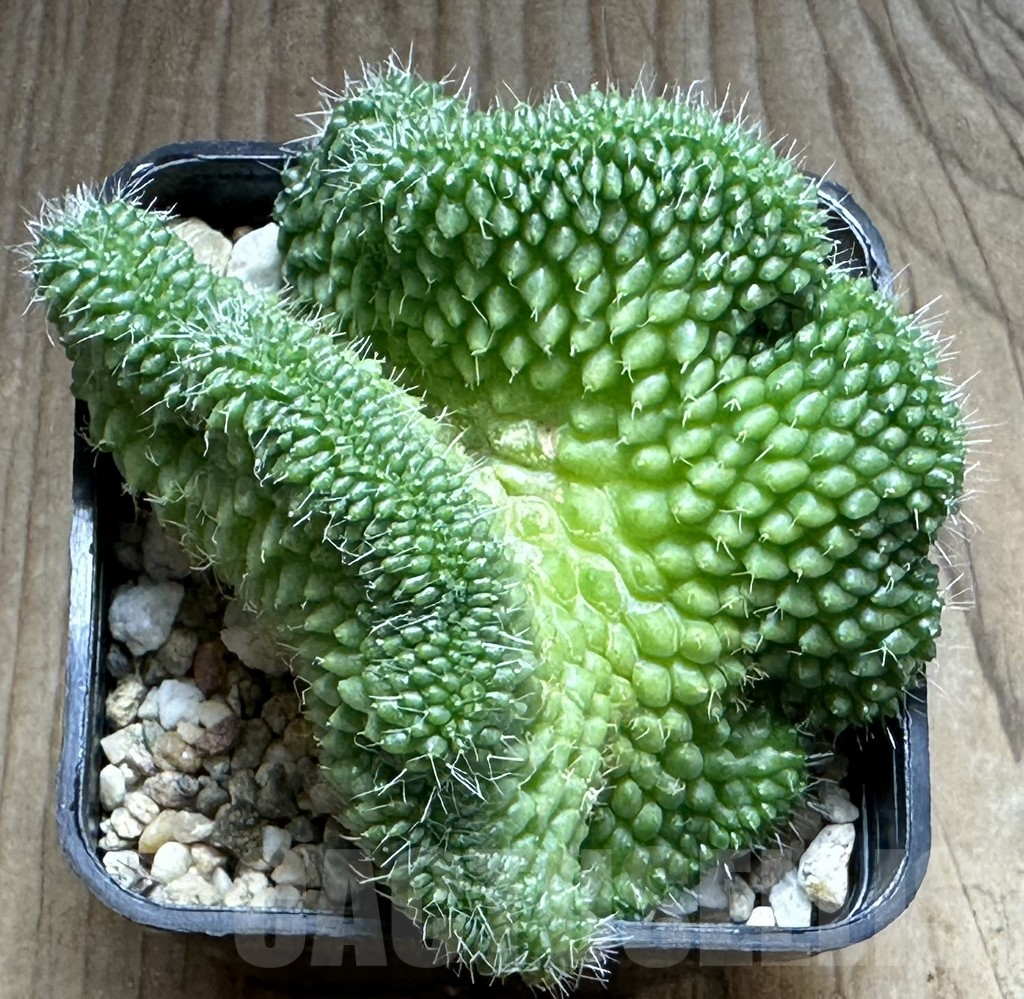 SHPR31263 Mammillaria bucareliensis f. cristata - Image 2