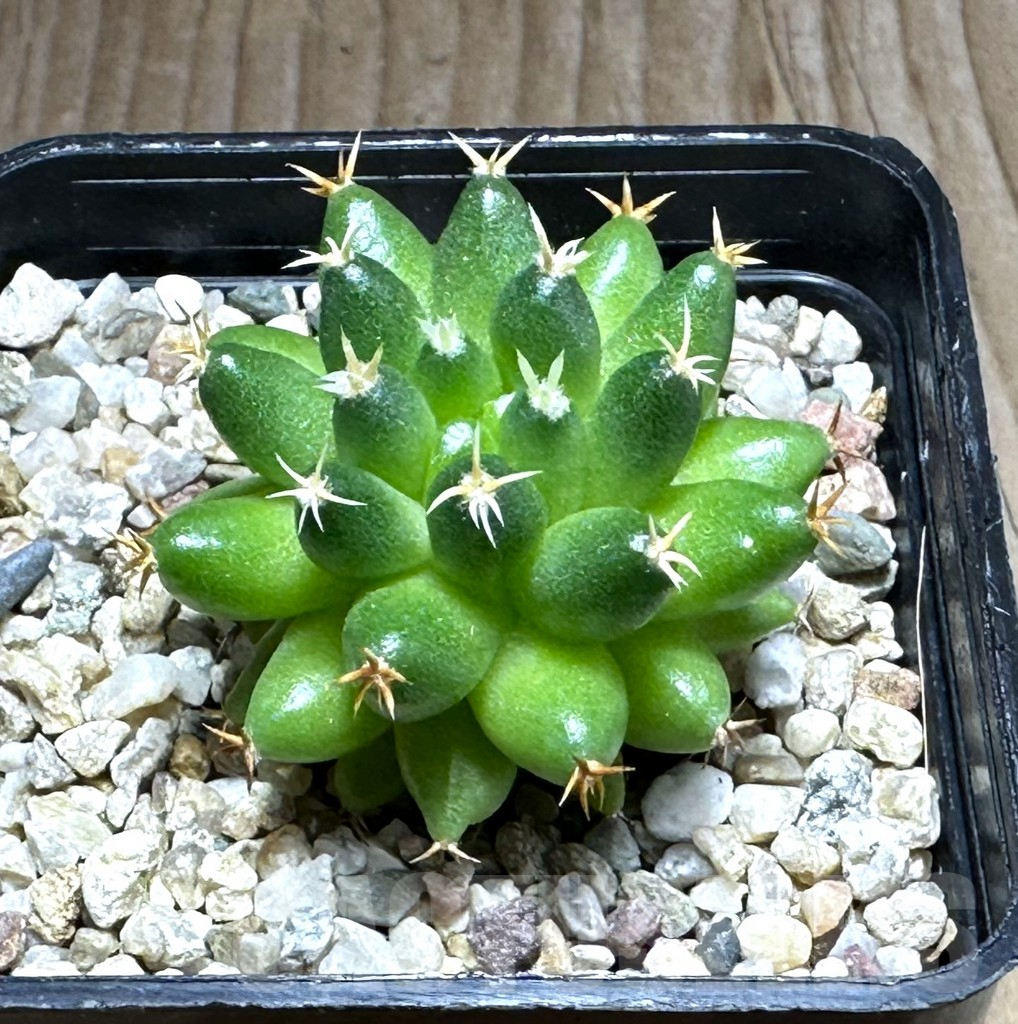 SHPR31264 Mammillaria camptotricha ‘Bru’