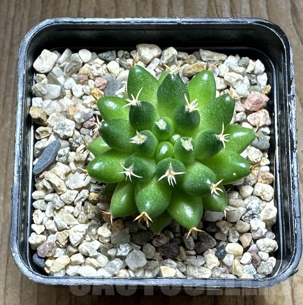 SHPR31264 Mammillaria camptotricha ‘Bru’ - Image 2