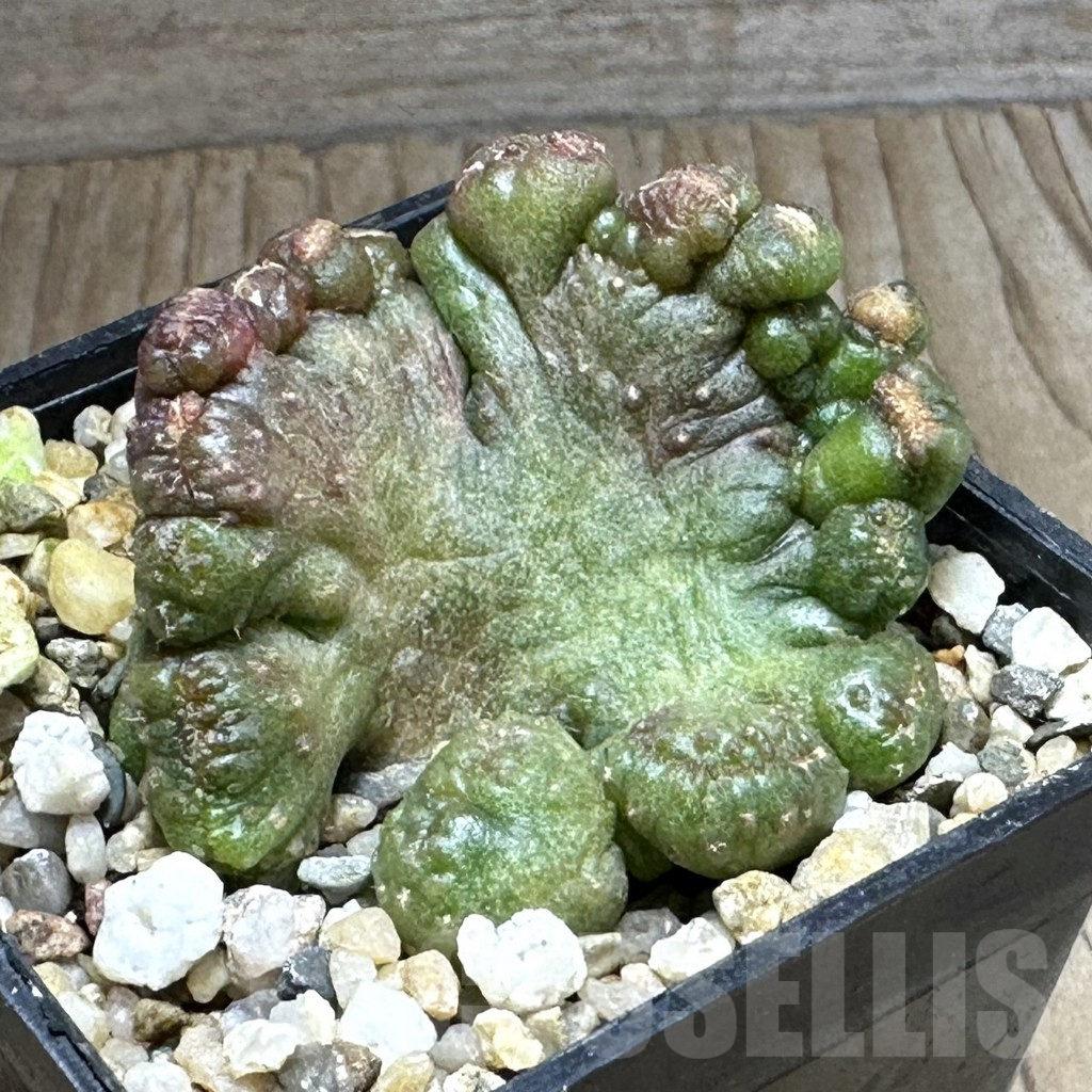 SHPR31265 Echinopsis ‘Chocolate’