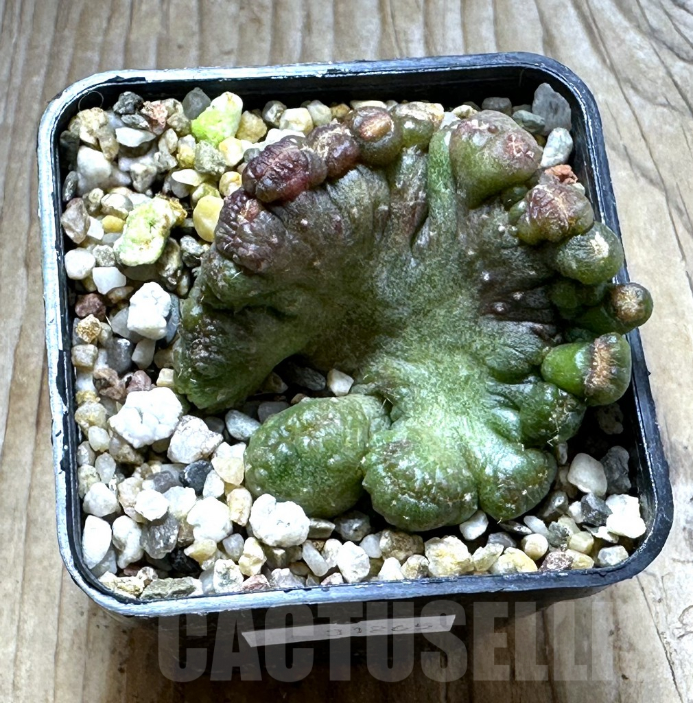 SHPR31265 Echinopsis ‘Chocolate’ - Image 2