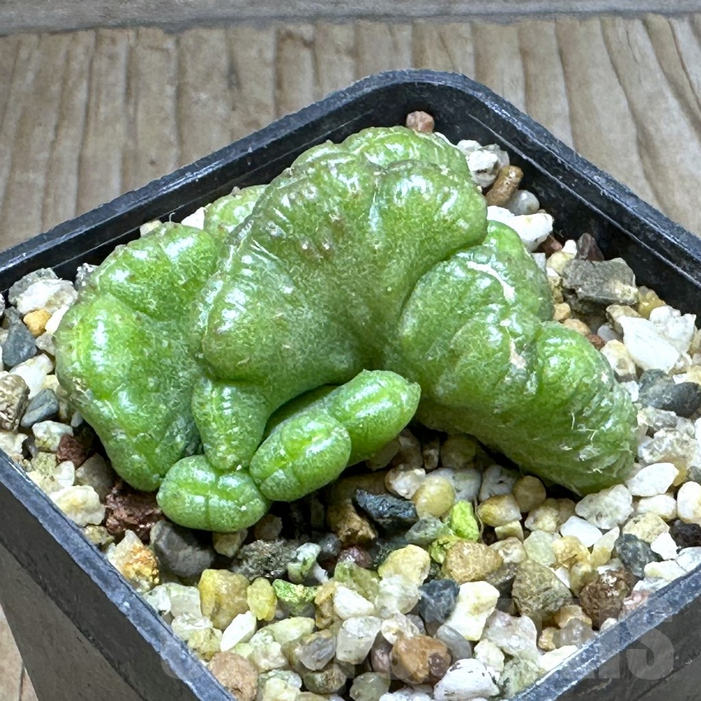 SHPR31266 Echinopsis ‘Chocolate’