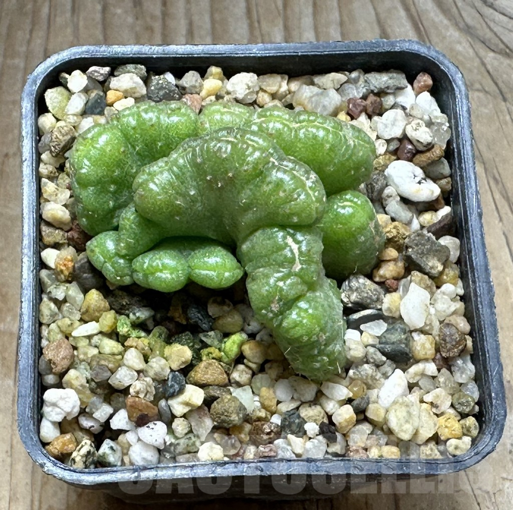 SHPR31266 Echinopsis ‘Chocolate’ - Image 2