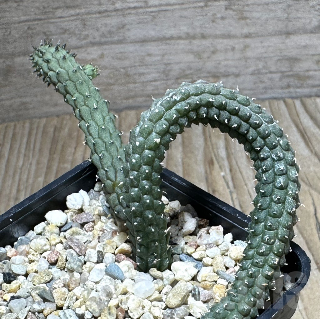 SHPR31267 Echidnopsis ericiflora