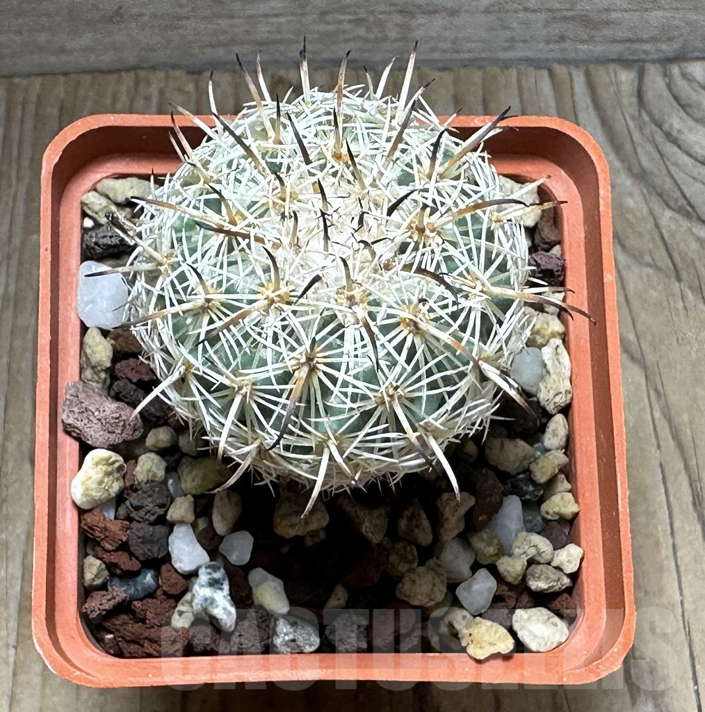 SHPR31268 Coryphantha pallida CH 154 - Image 2