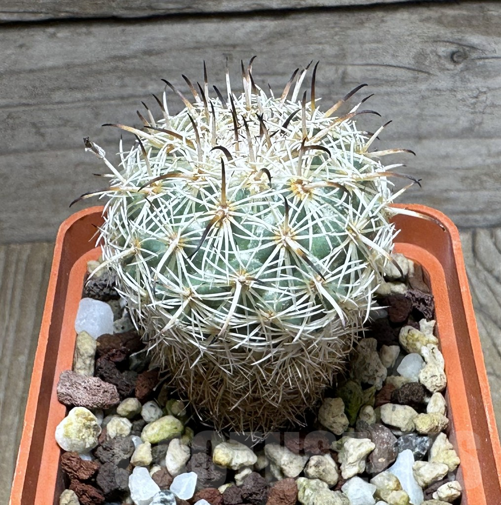 SHPR31268 Coryphantha pallida CH 154