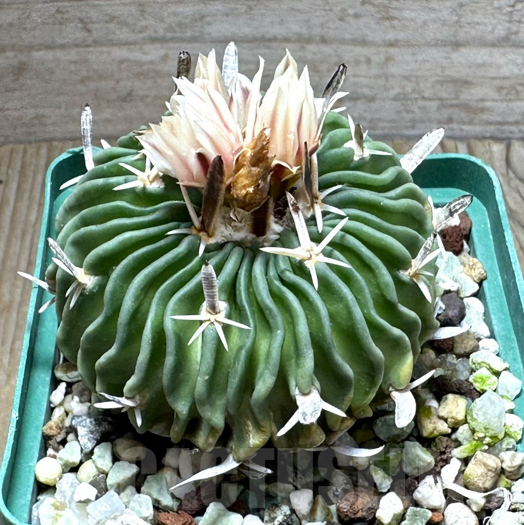 SHPR31270 Echinofossulocactus crispatus