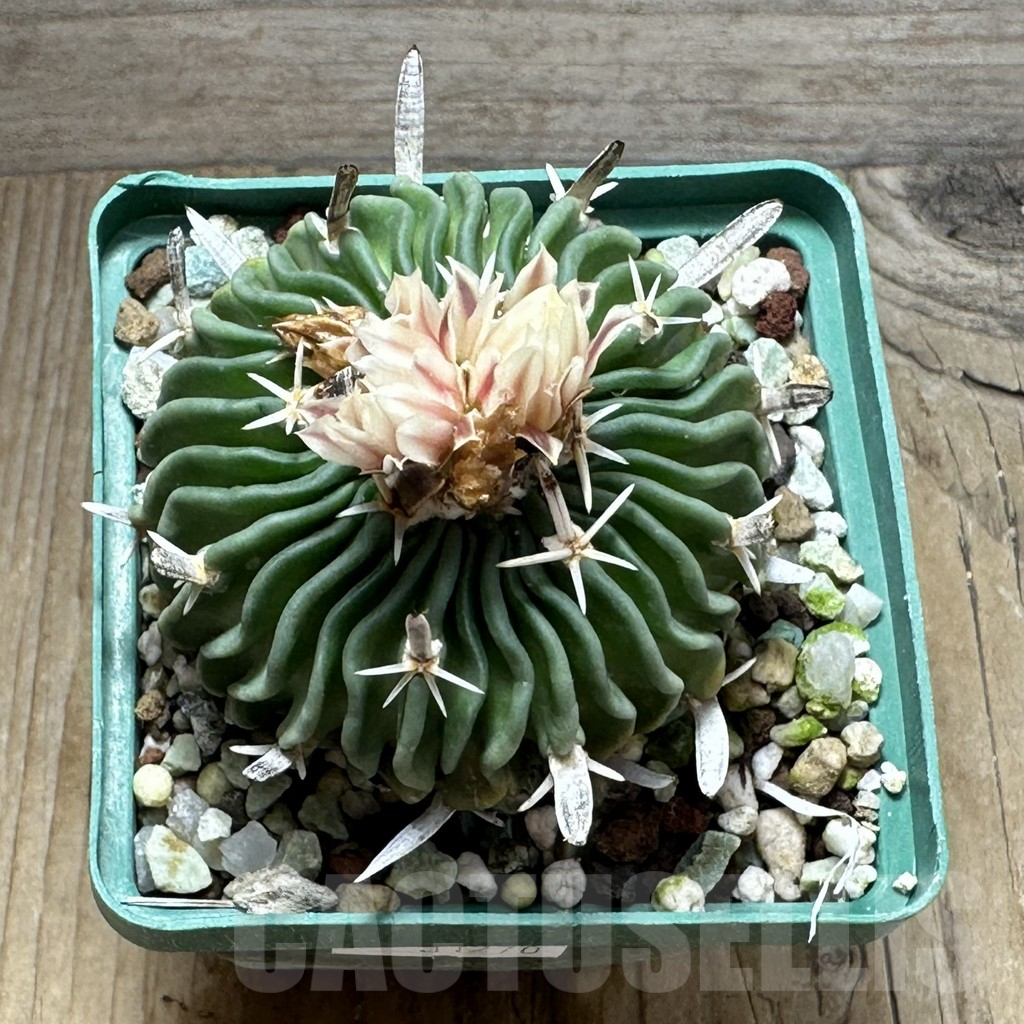 SHPR31270 Echinofossulocactus crispatus - Image 2