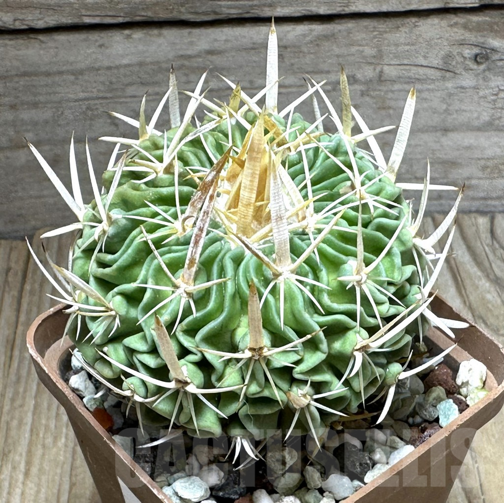 SHPR31271 Echinofossulocactus kellerianus