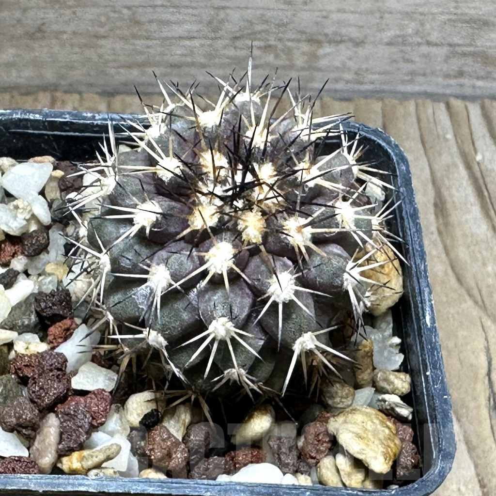 SHPR31273 Copiapoa megarhiza